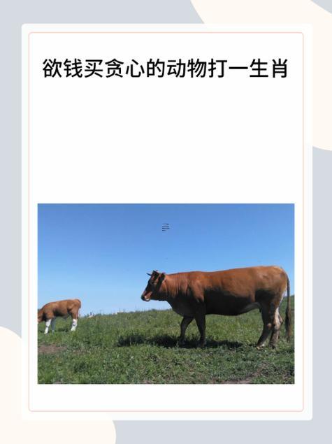 最不干净的动物是什么生肖