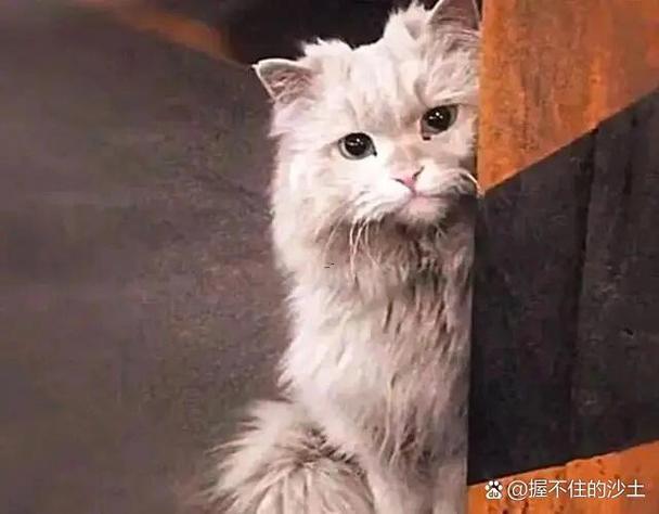 苦不堪言打一动物