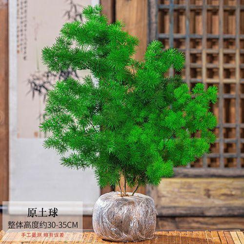 属猴绿色招财植物
