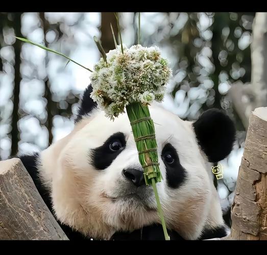 花落谁家打一动物